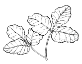 Poison Oak Leaf