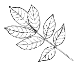 Poison Sumac Leaf
