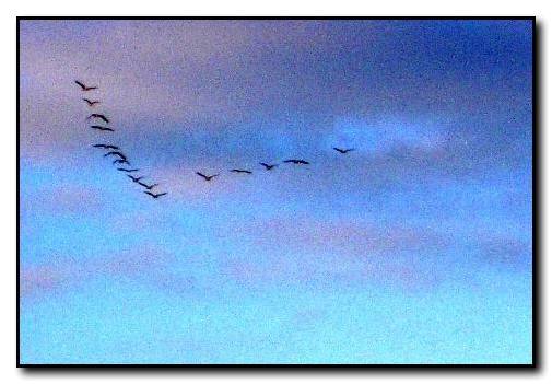 Geese flying north