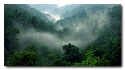 Misty trees, West Virginia 2007