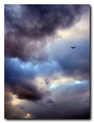 Sky, bird 2007