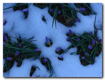 Spring flowers