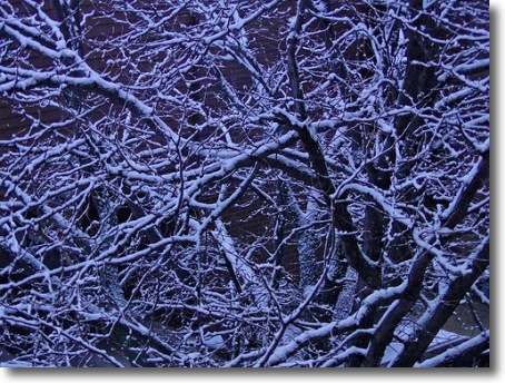 Spring snow on branches, 2010